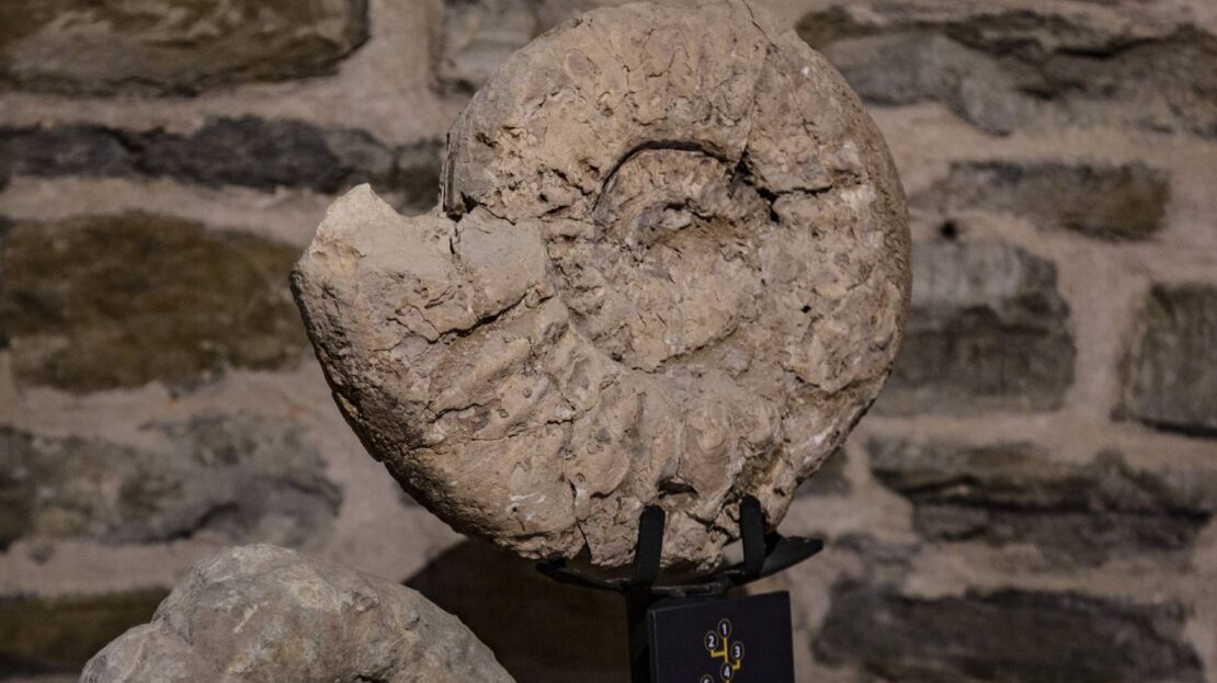 Museo dei Fossili e Minerali del Monte Nerone