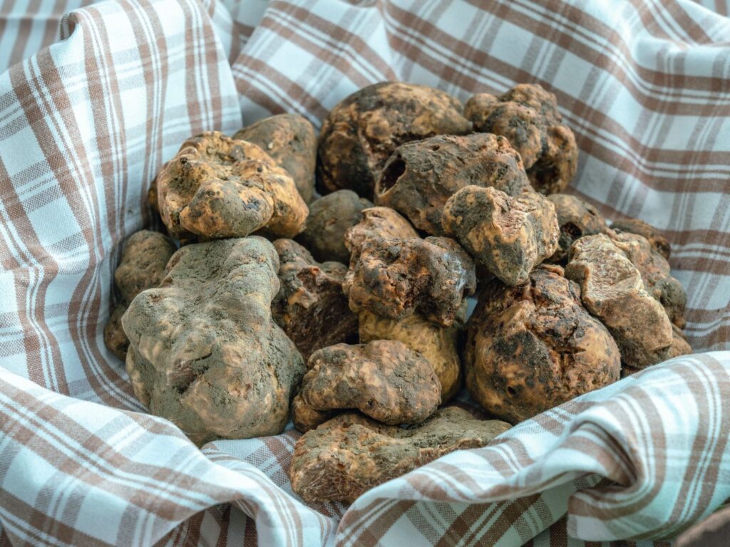 Tartufo a Cagli