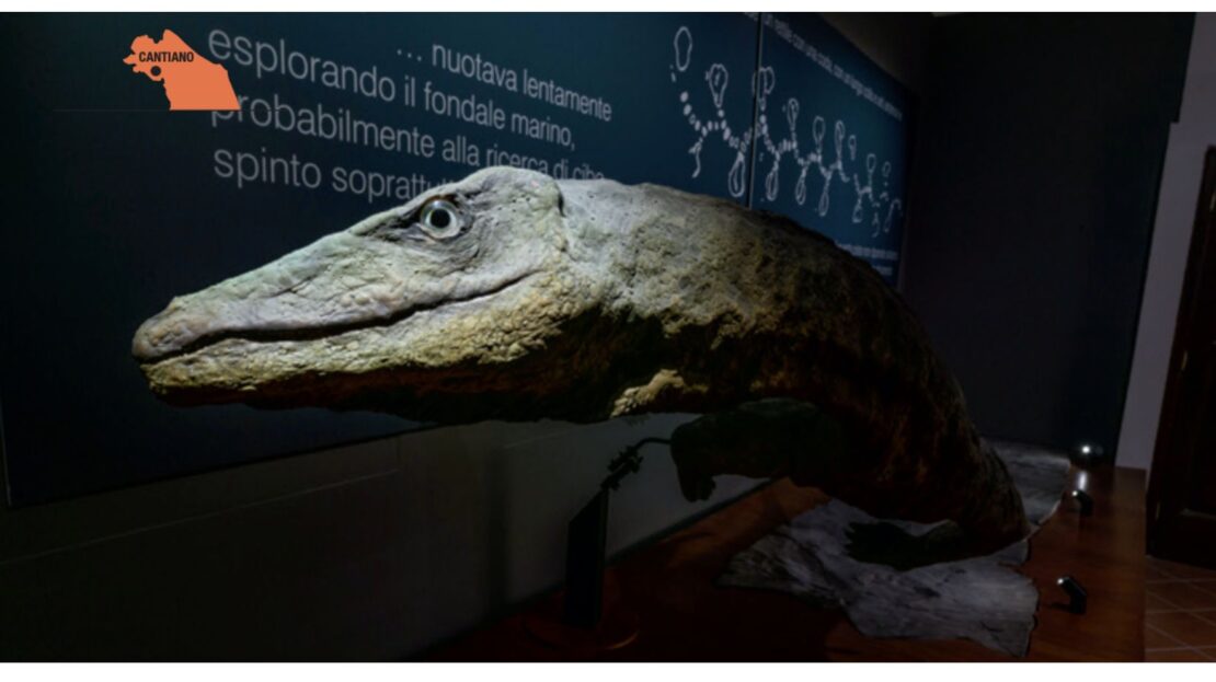 Museo Archeologico e della Via Flaminia G C Corsi