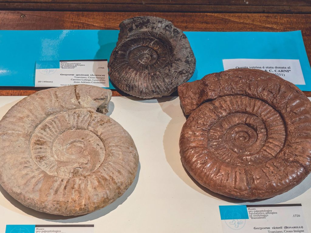 Fossili - Piobbico - Itinerario della bellezza