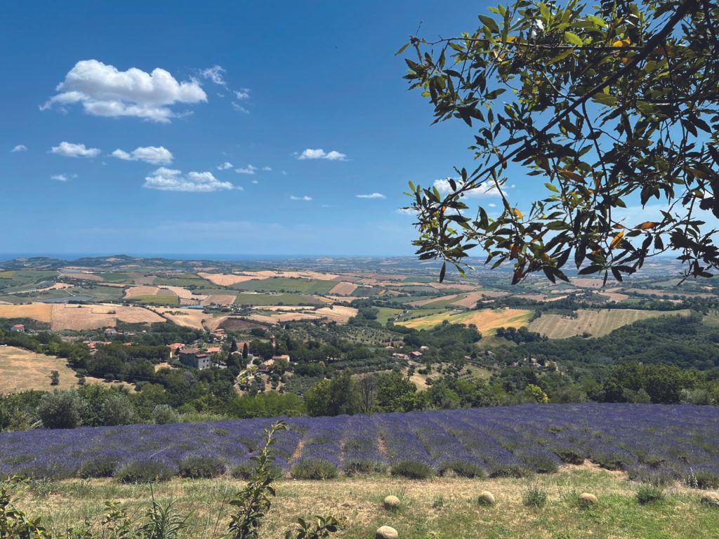 Panorama con lavanda - Mombaroccio - Itinerario della bellezza