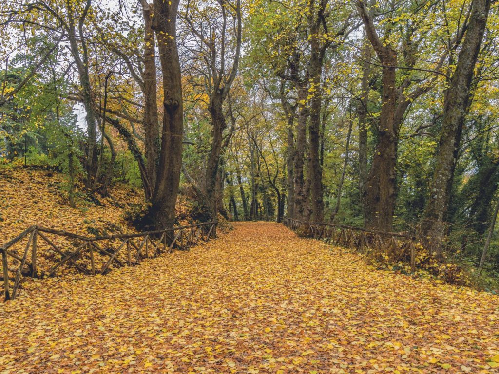 Passeggiate nel bosco - Mombaroccio - Itinerario della Bellezza