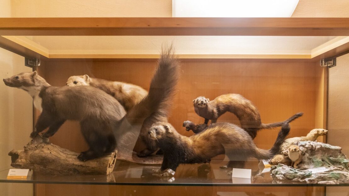 MUSA Museo Storico Ambientale